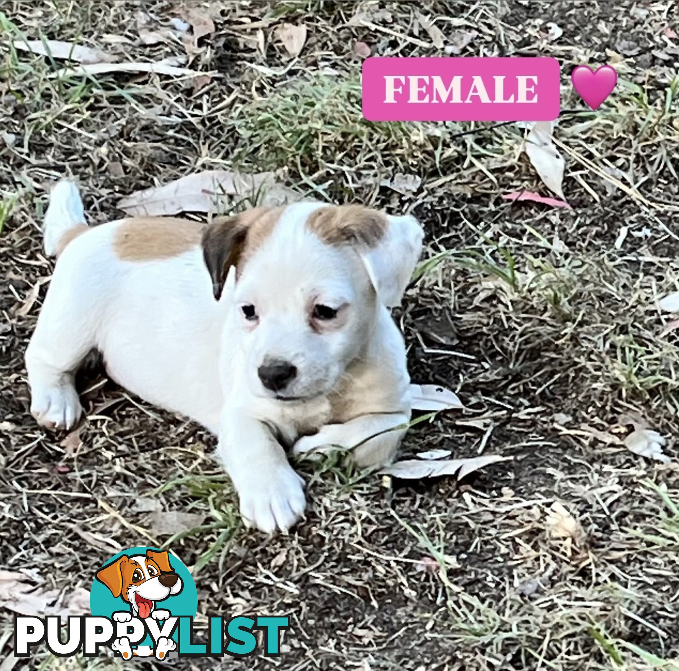 Pure bred Jack Russell puppies