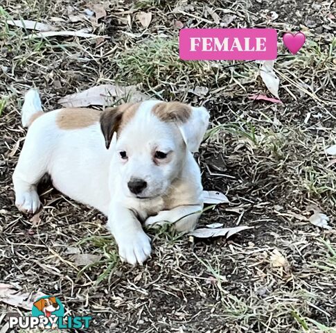 Pure bred Jack Russell puppies