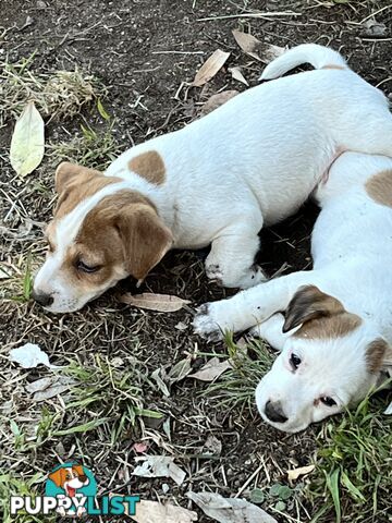 Pure bred Jack Russell puppies