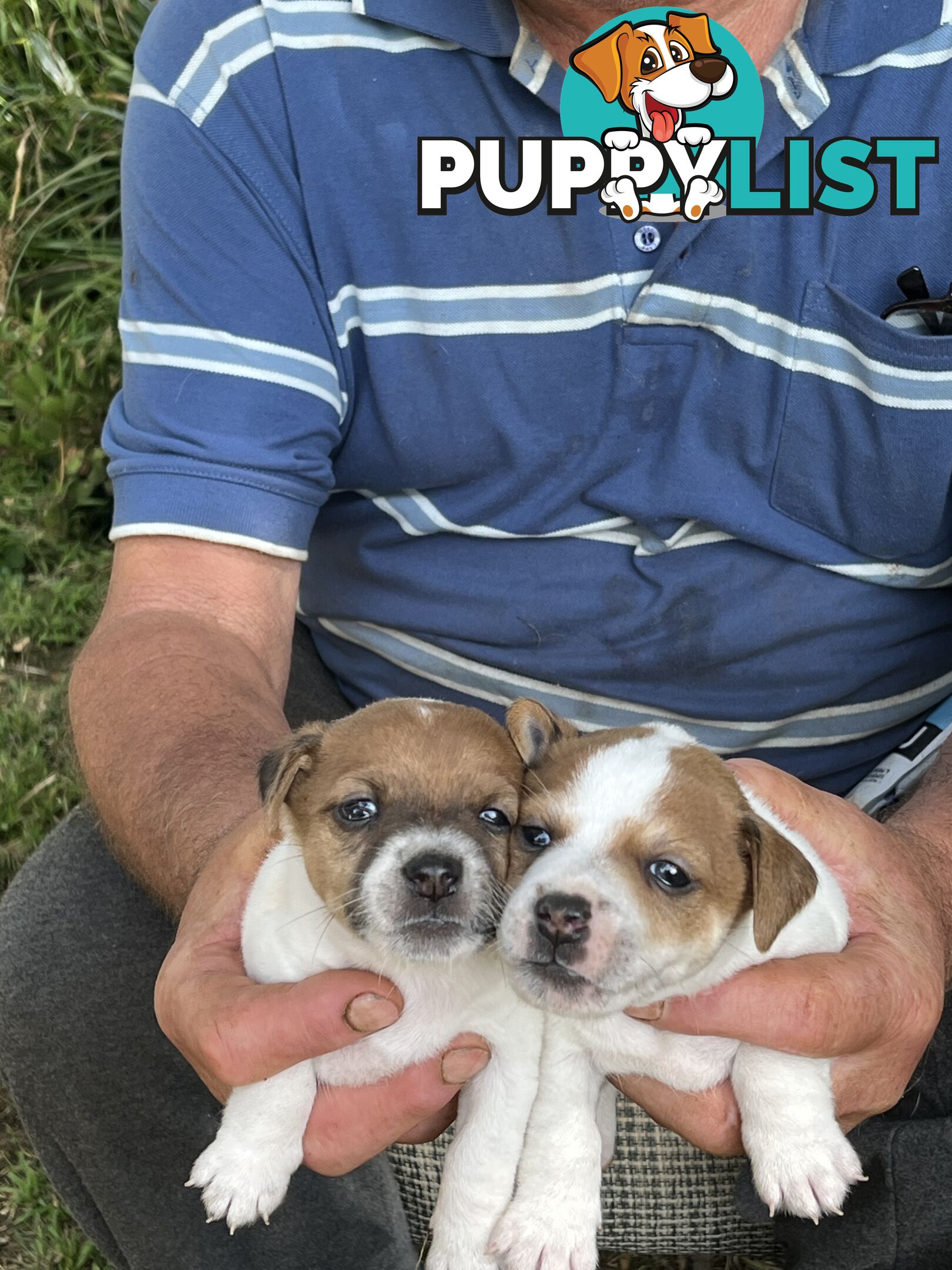 Pure bred Jack Russell puppies