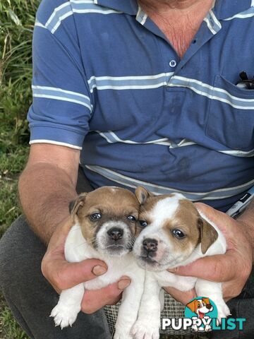 Pure bred Jack Russell puppies