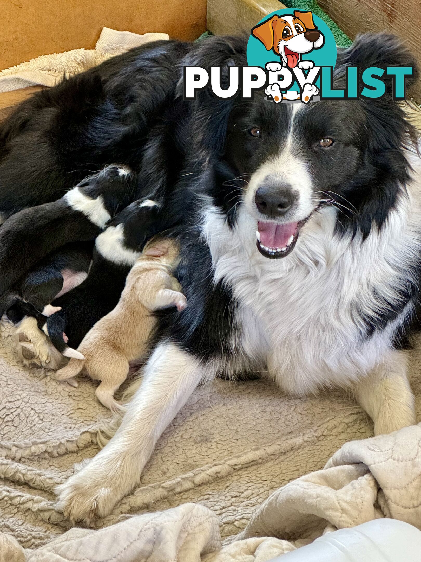 Border Collie puppies