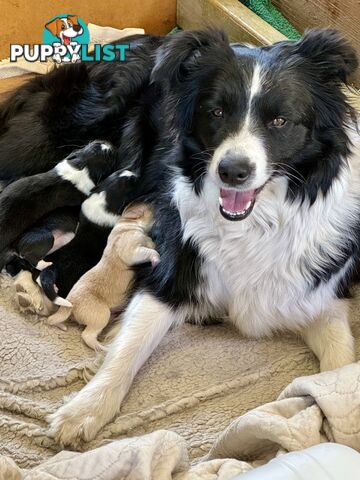 Border Collie puppies