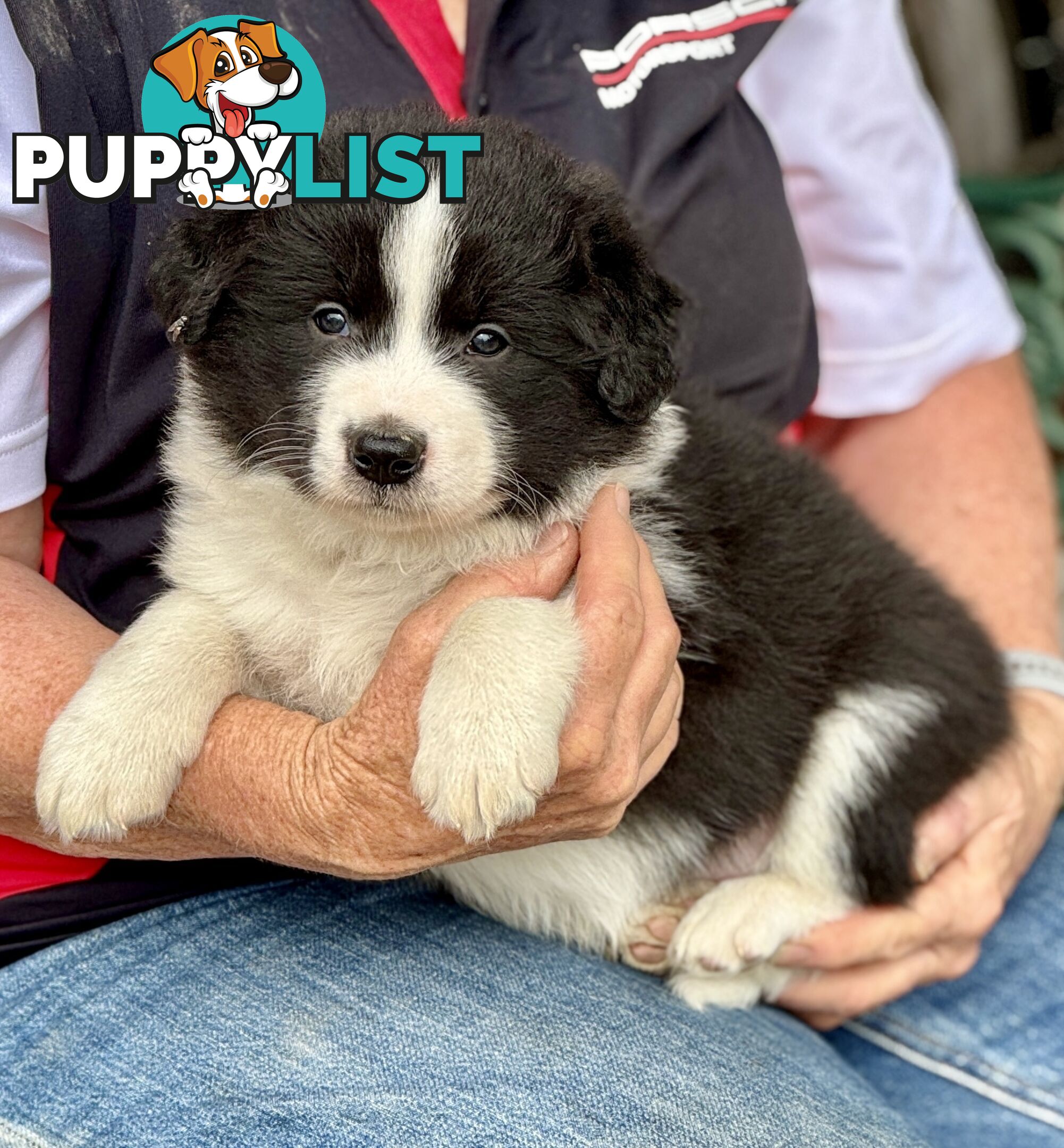 Border Collie puppies