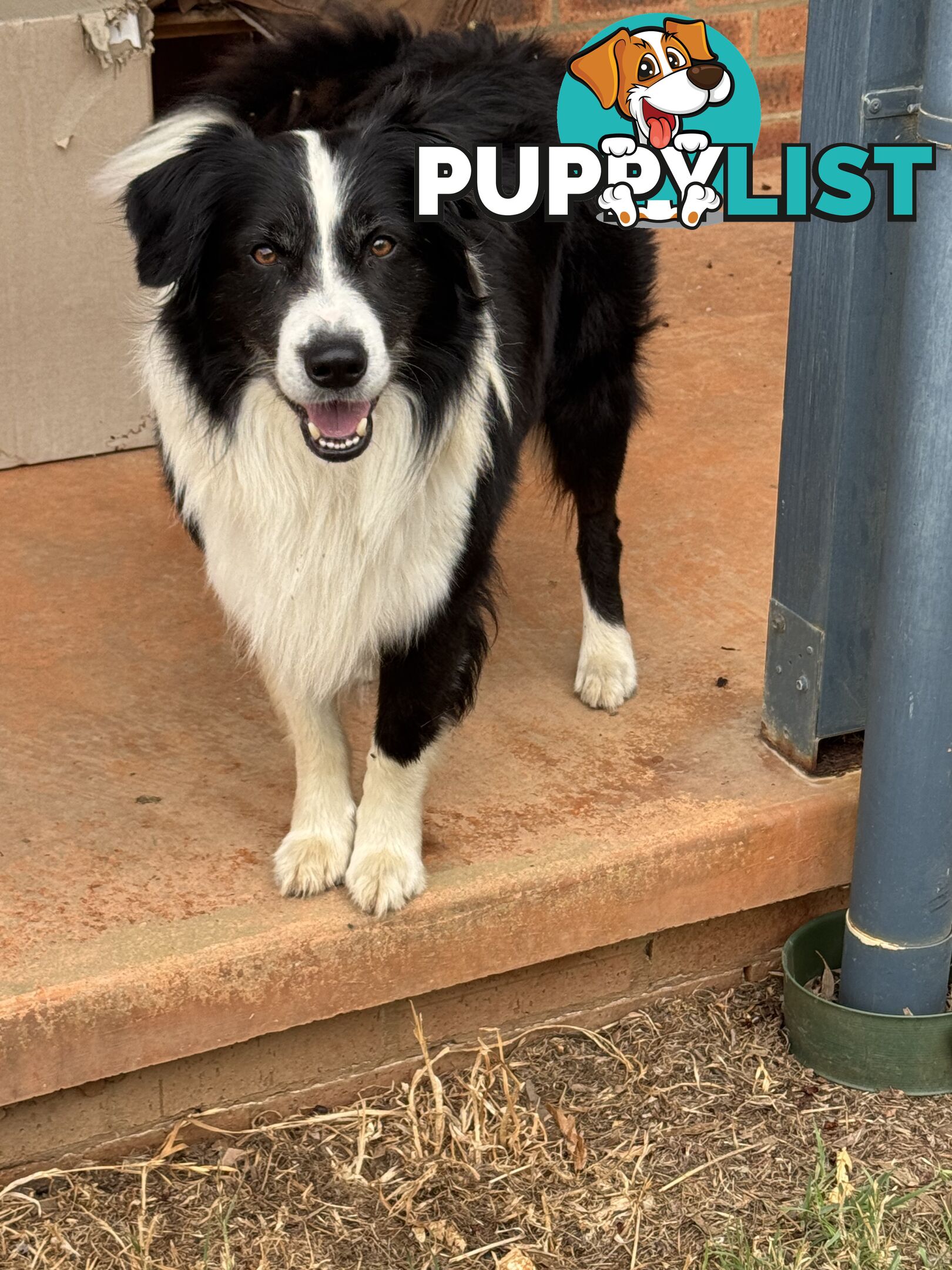 Border Collie puppies