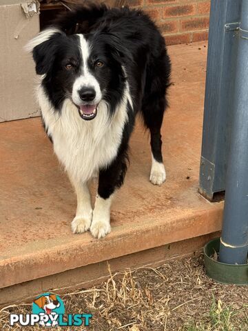 Border Collie puppies