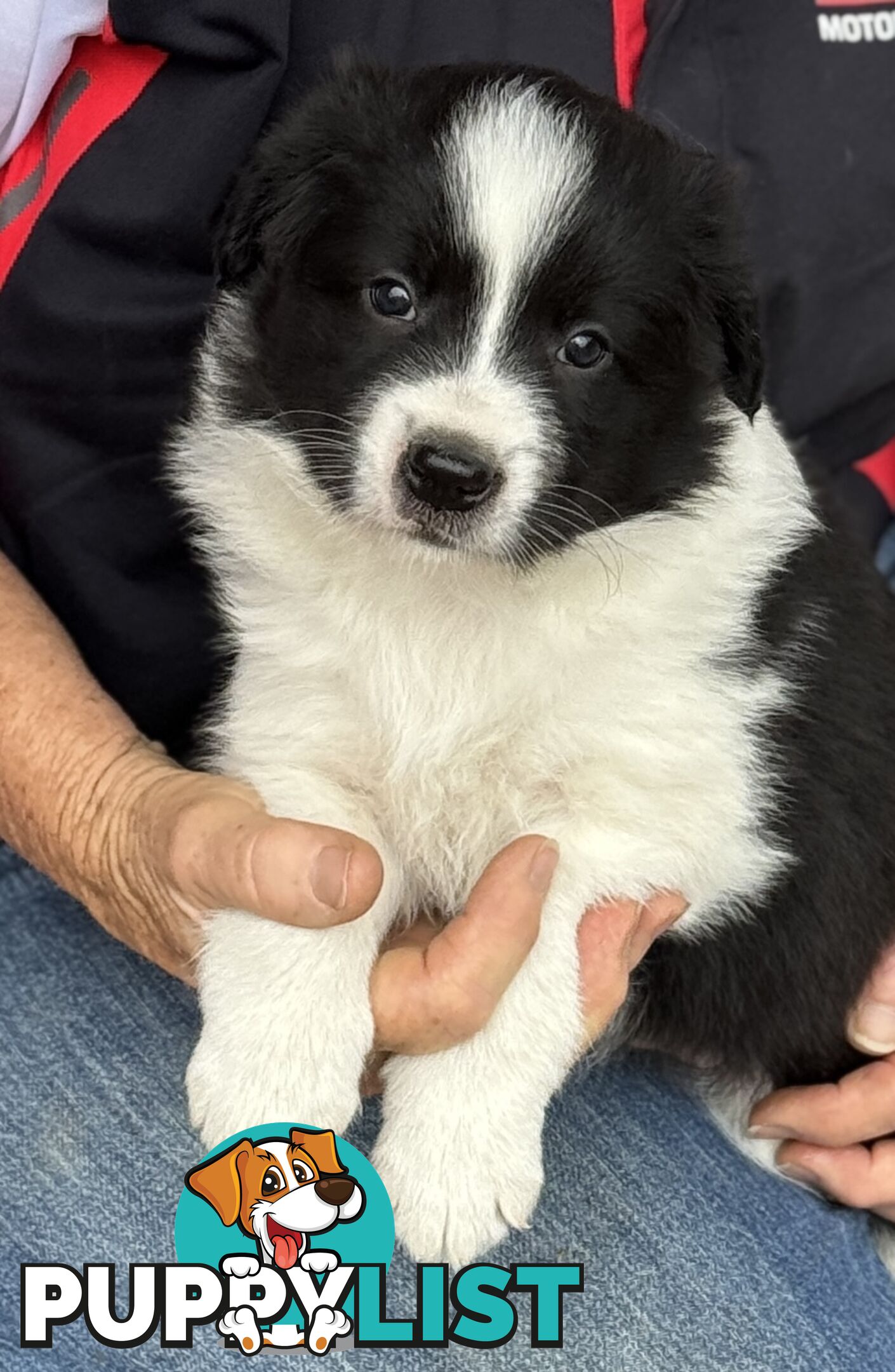 Border Collie puppies