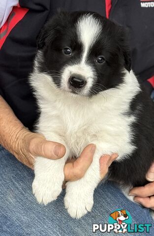 Border Collie puppies