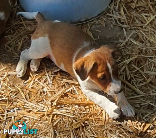 PURE JACK RUSSELL PUPS