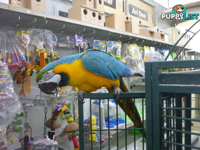 Macaw