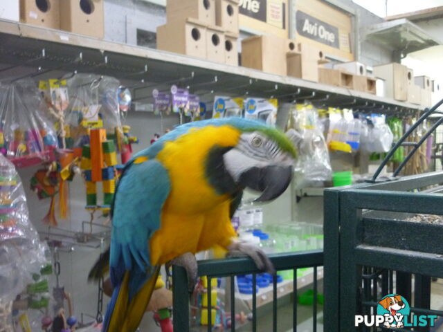 Macaw