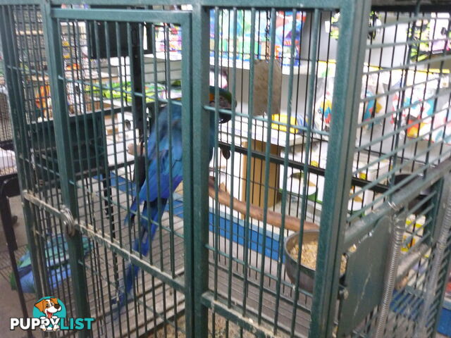 Macaw