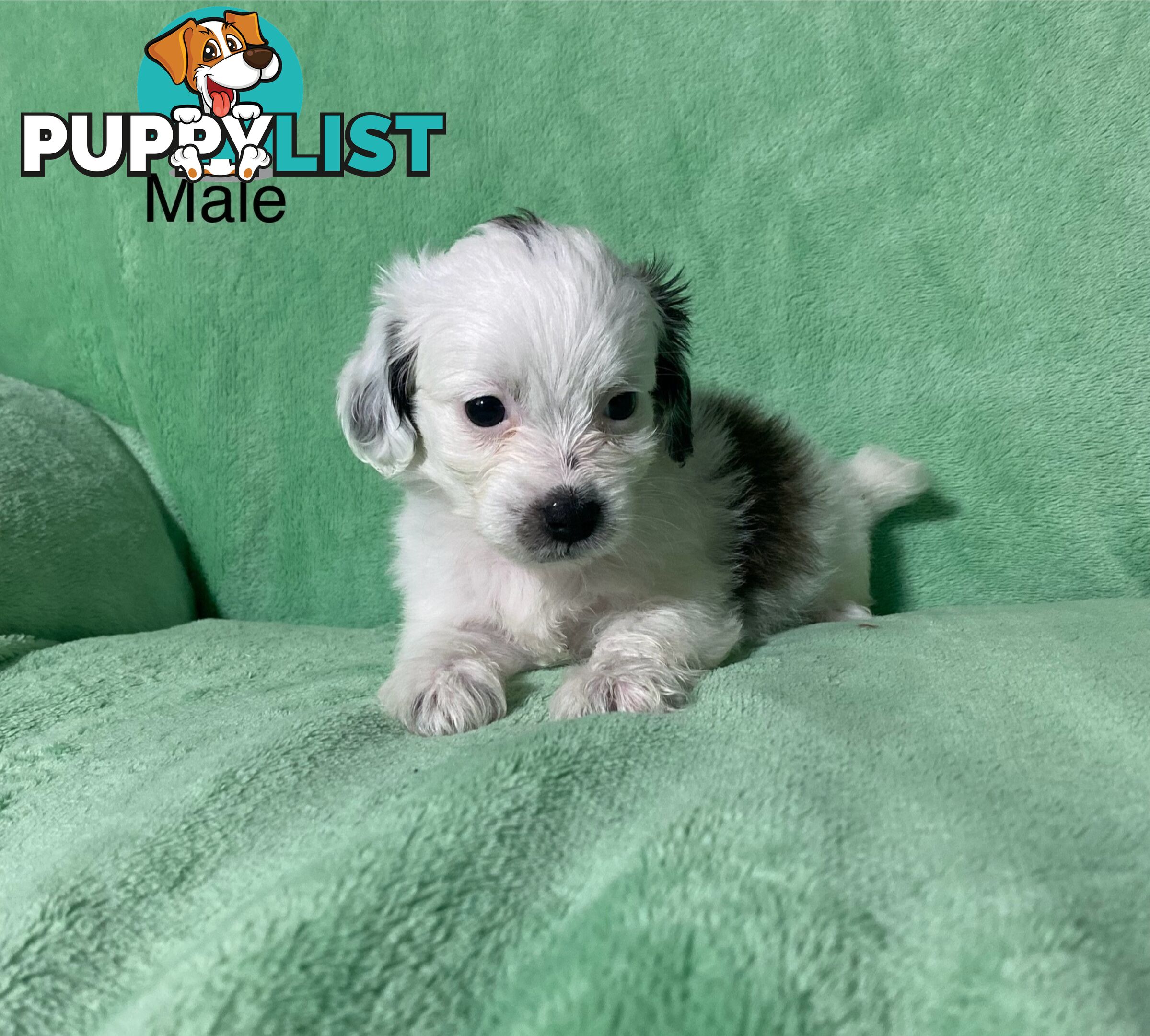 Shih tzu Maltese x poodle