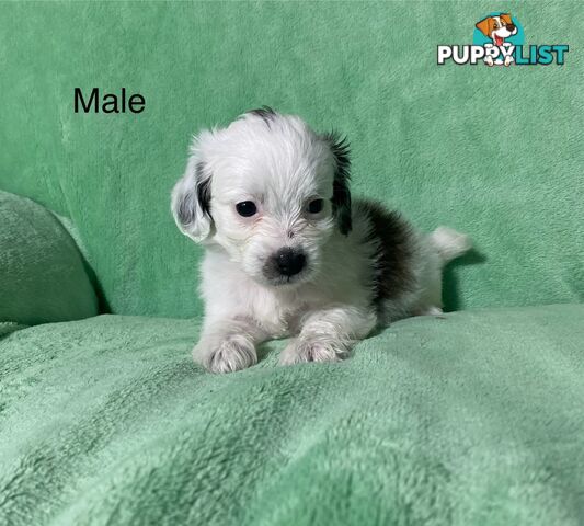 Shih tzu Maltese x poodle