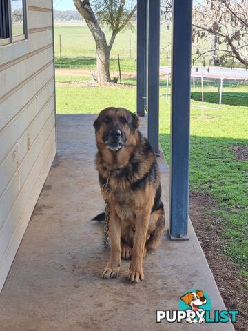 Pure German Shepherd pup - Sable. Chipped/vacc/wormed/ready for home