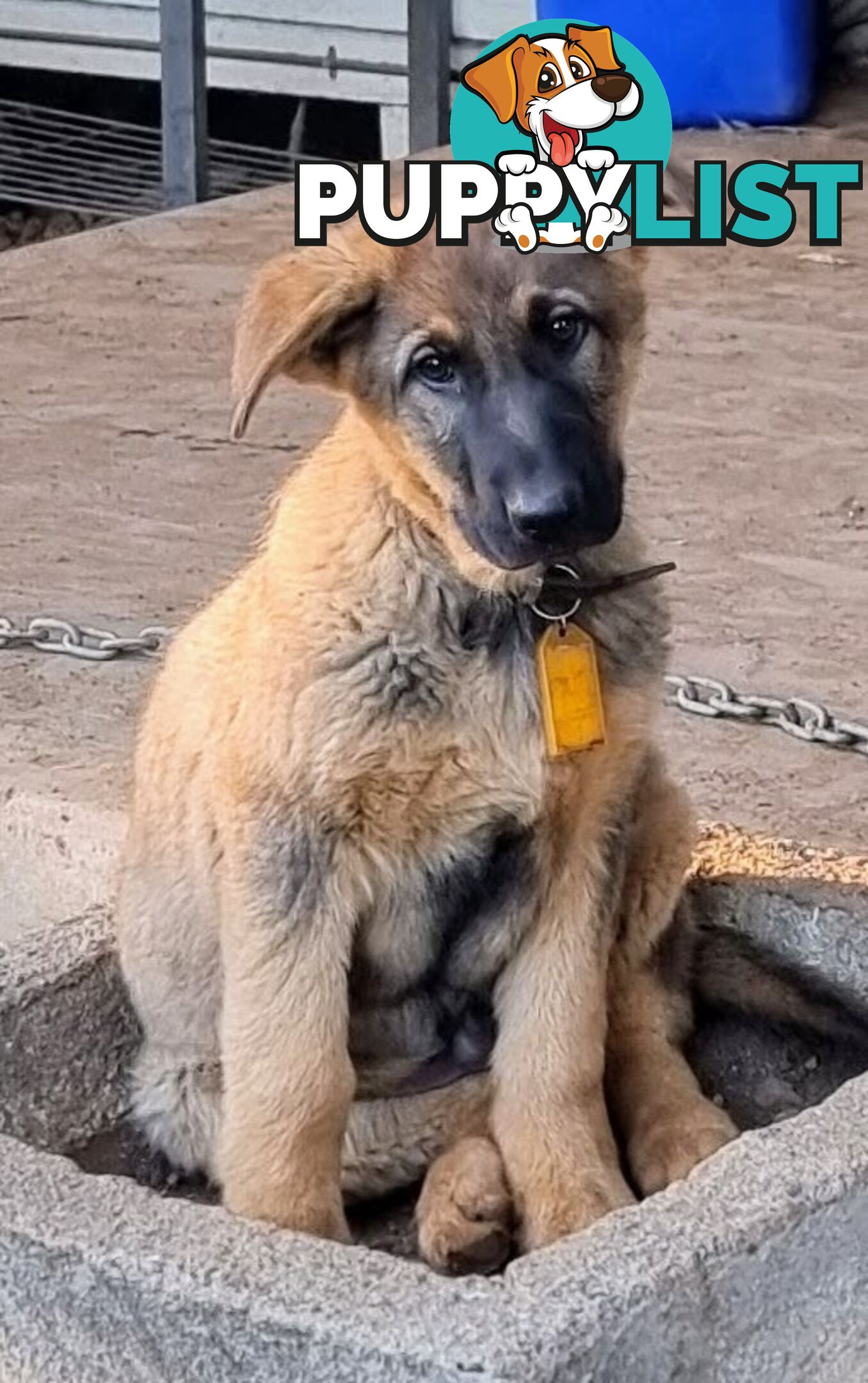 Pure German Shepherd pup - Sable. Chipped/vacc/wormed/ready for home