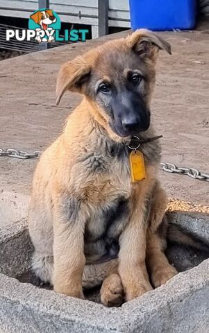 Pure German Shepherd pup - Sable. Chipped/vacc/wormed/ready for home