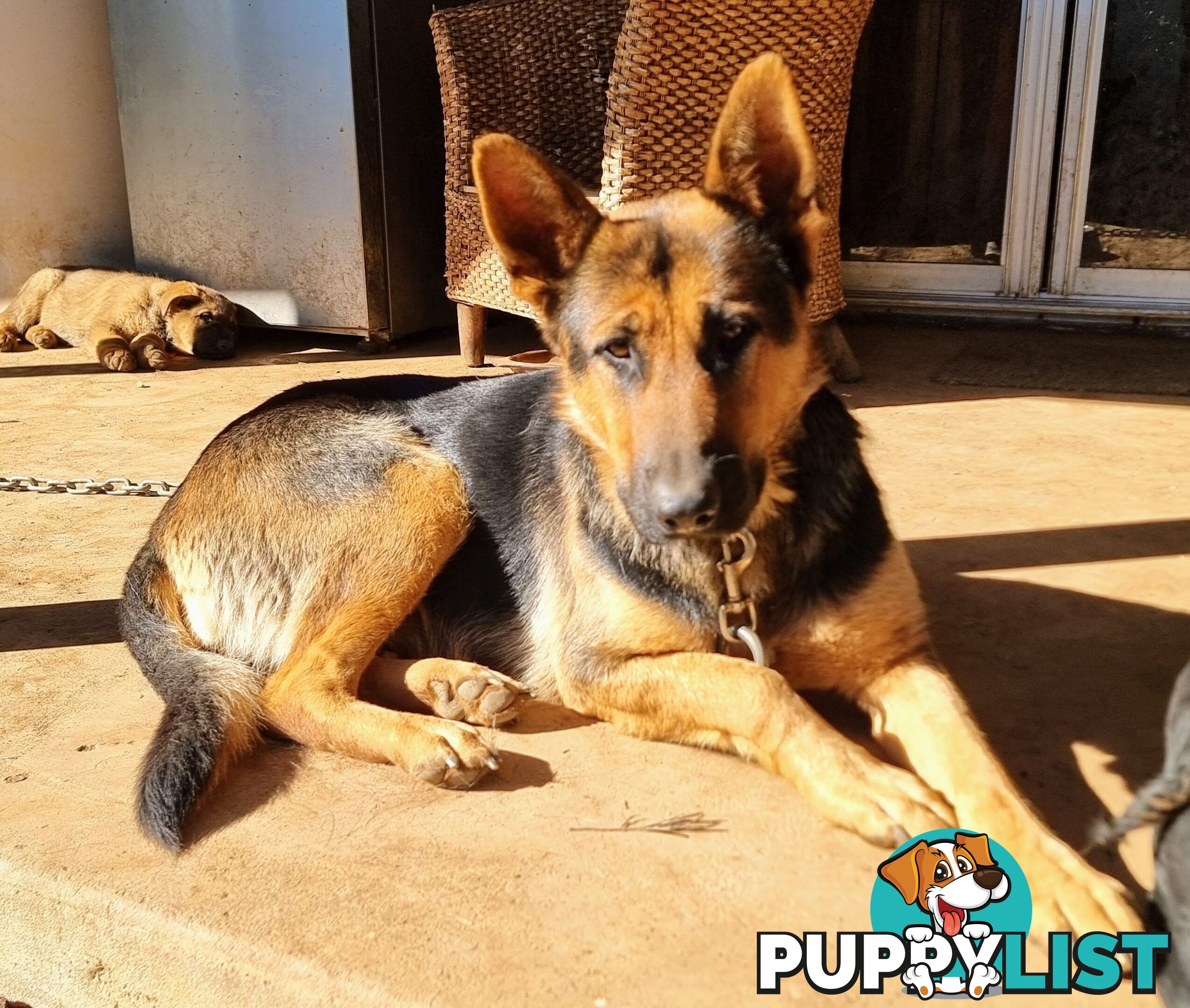 Pure German Shepherd pup - Sable. Chipped/vacc/wormed/ready for home