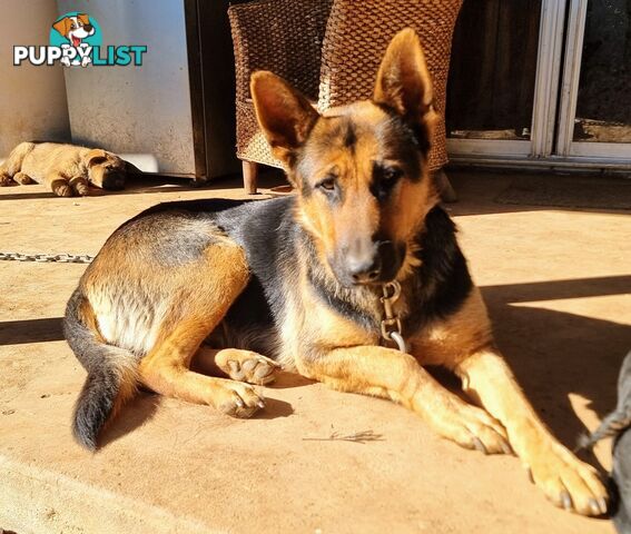 Pure German Shepherd pup - Sable. Chipped/vacc/wormed/ready for home