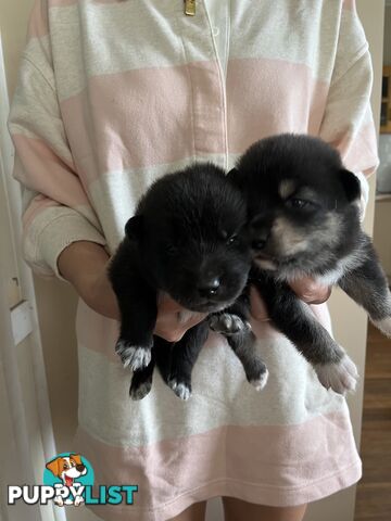 Pomsky mix Australian shepherd