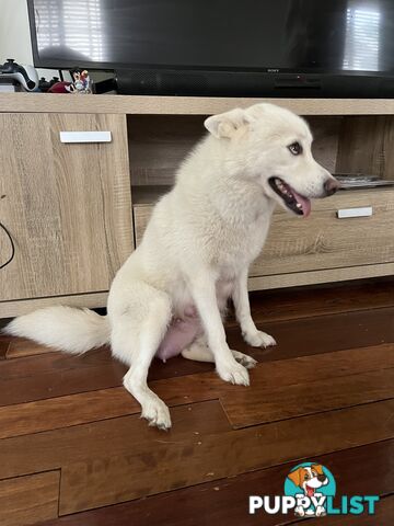 Pomsky mix Australian shepherd