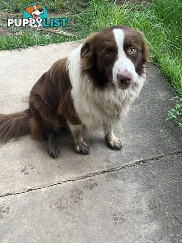 Pomsky mix Australian shepherd