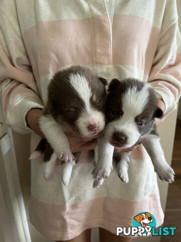 Pomsky mix Australian shepherd