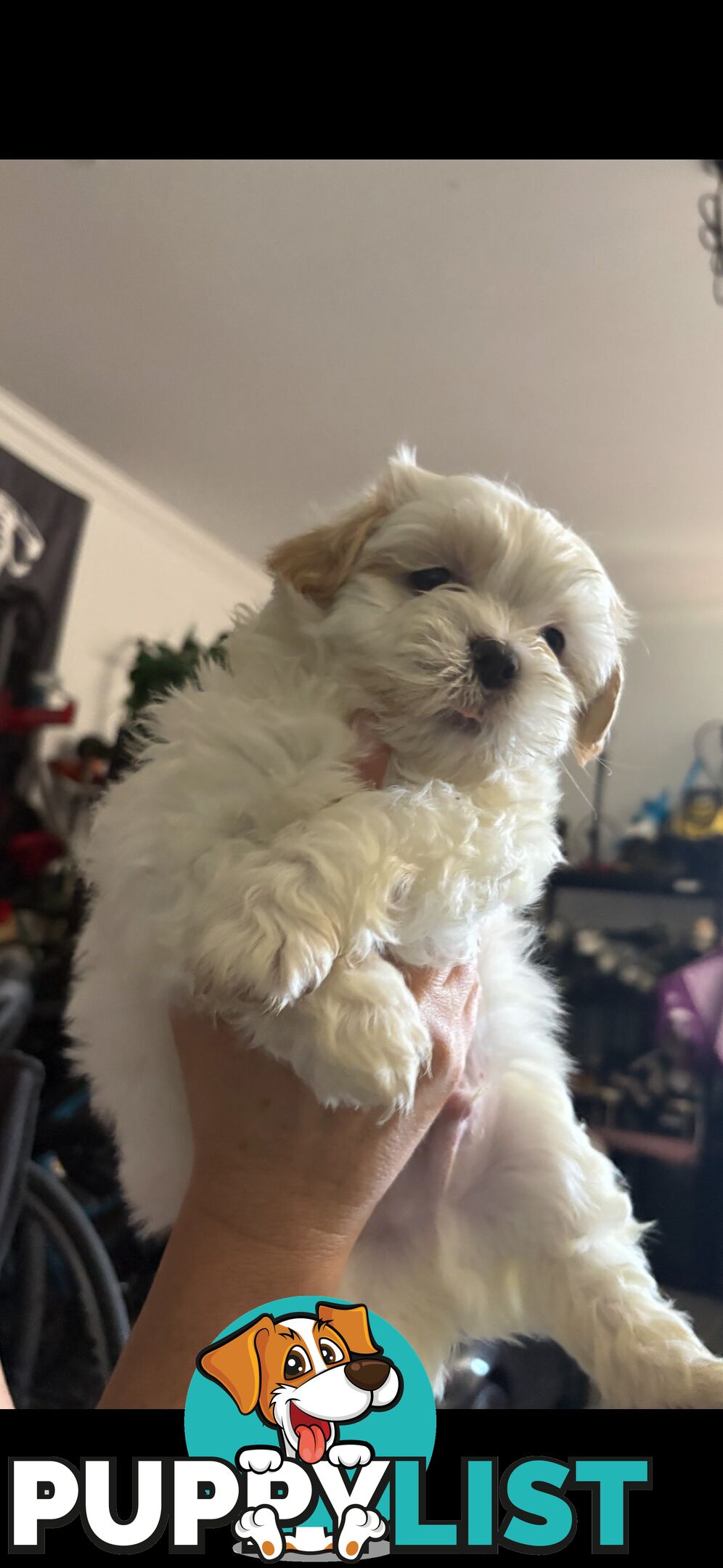 Maltese Shih Tzu