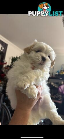 Maltese Shih Tzu