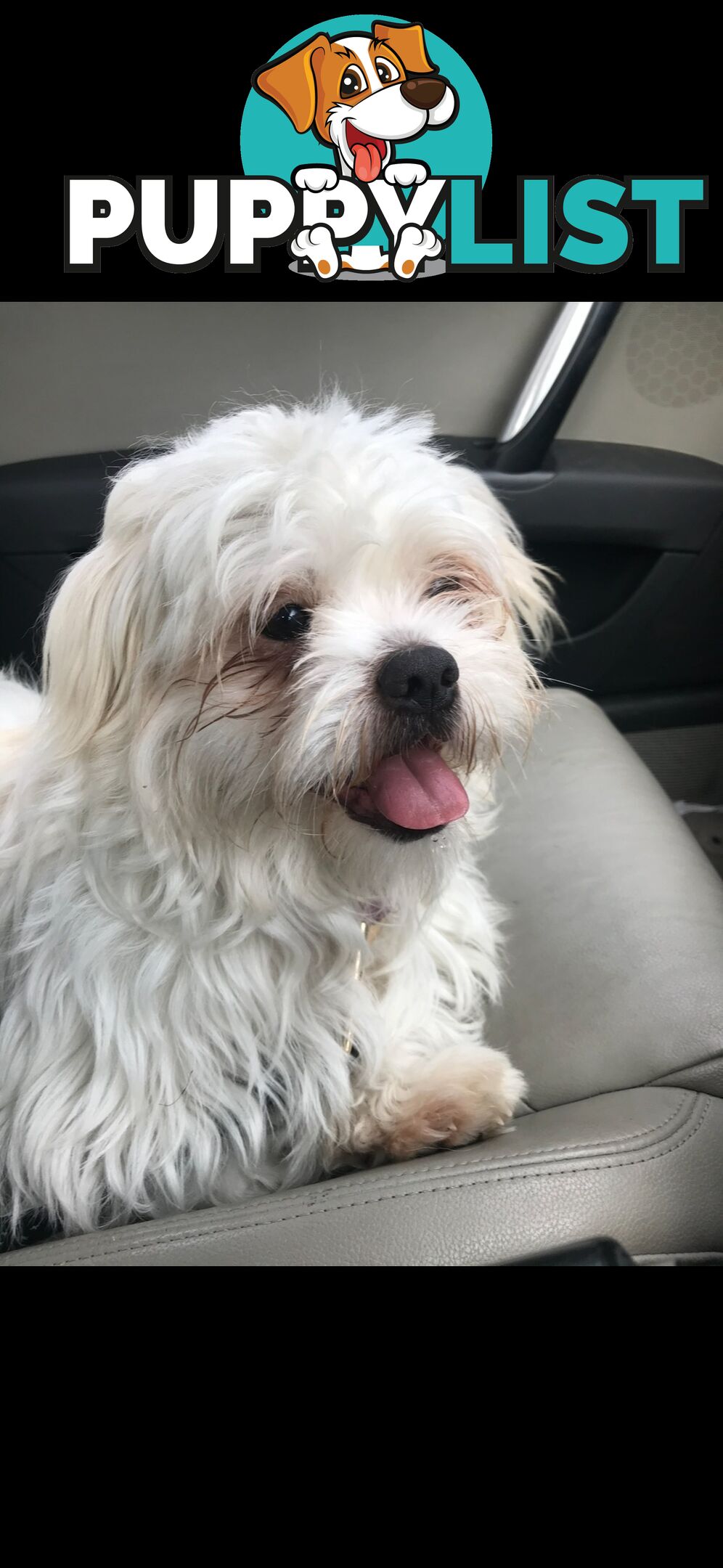 Maltese Shih Tzu