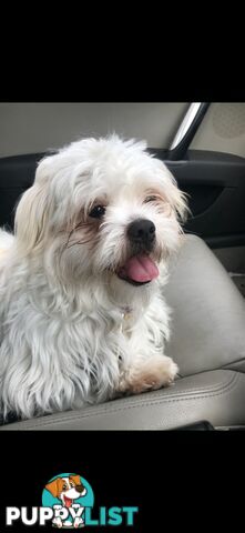 Maltese Shih Tzu