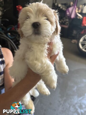 Maltese Shih Tzu