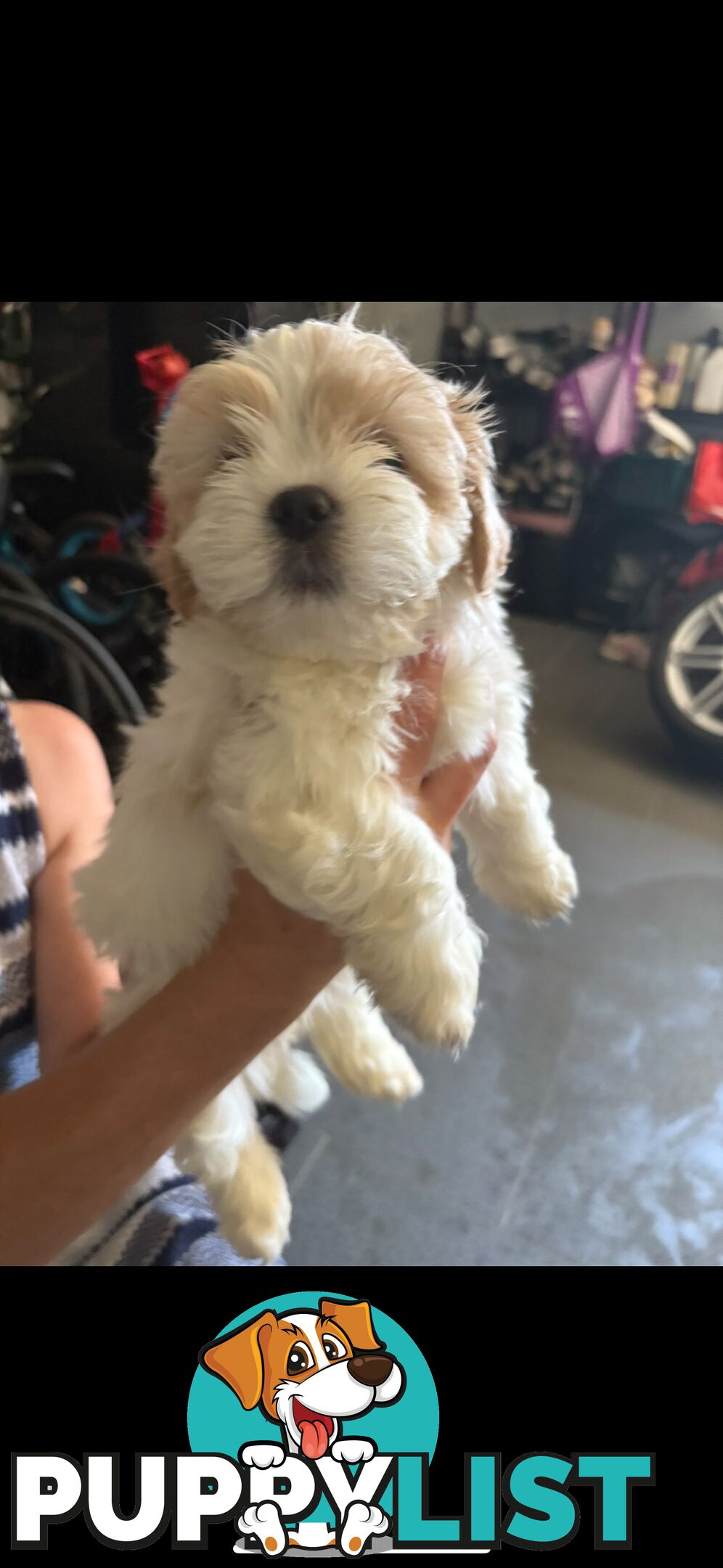 Maltese Shih Tzu