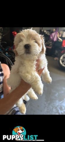 Maltese Shih Tzu