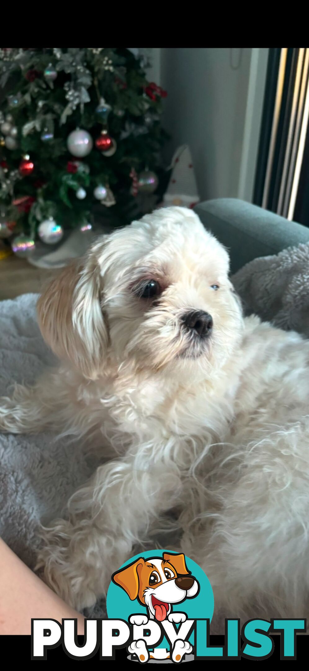 Maltese Shih Tzu