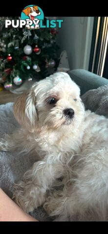 Maltese Shih Tzu