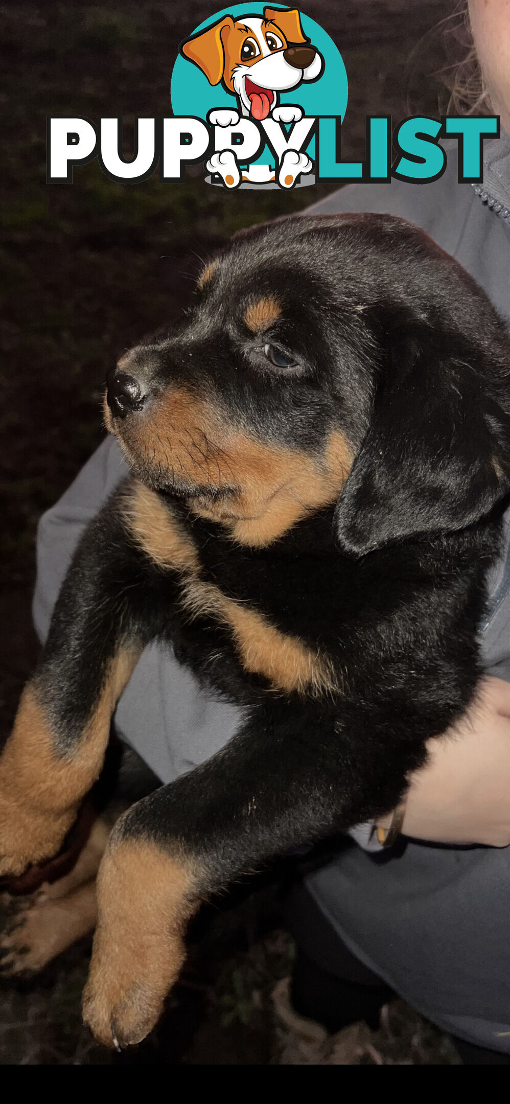 Rottweiler Puppies