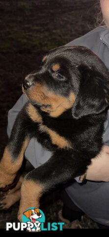 Rottweiler Puppies