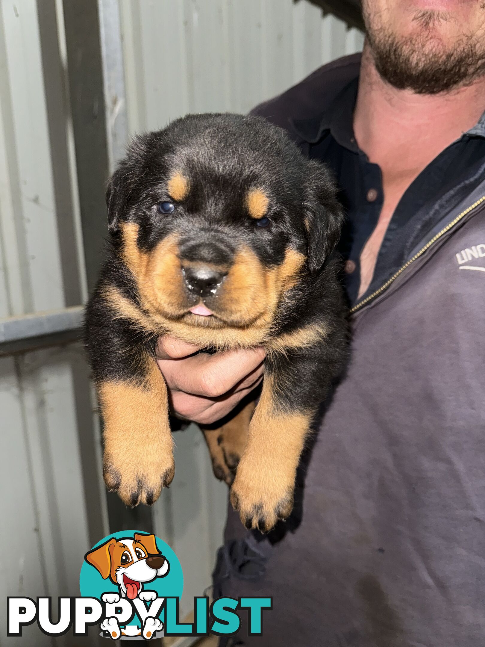 Rottweiler puppies (bob tail)