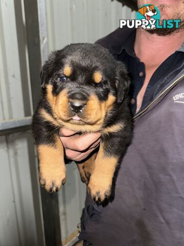 Rottweiler puppies (bob tail)