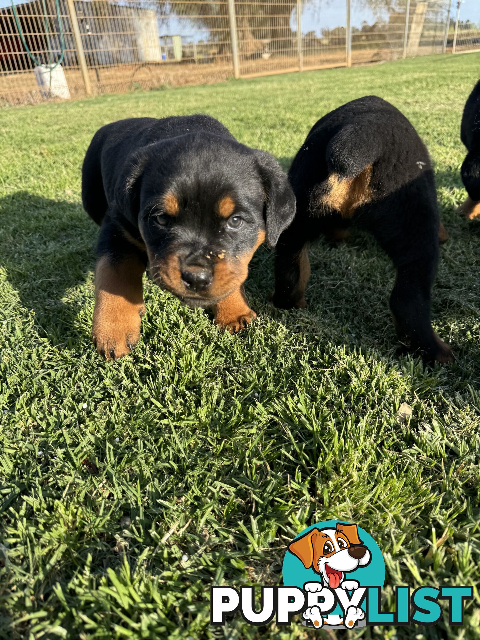 Rottweiler puppies (bob tail)