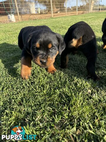 Rottweiler puppies (bob tail)