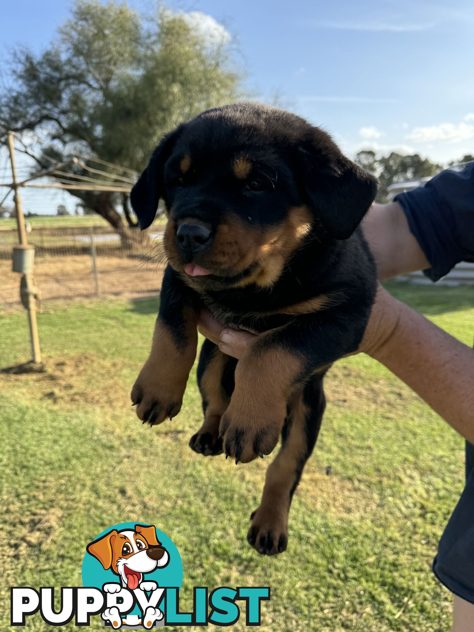 Rottweiler puppies (bob tail)