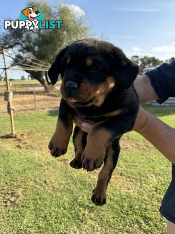 Rottweiler puppies (bob tail)