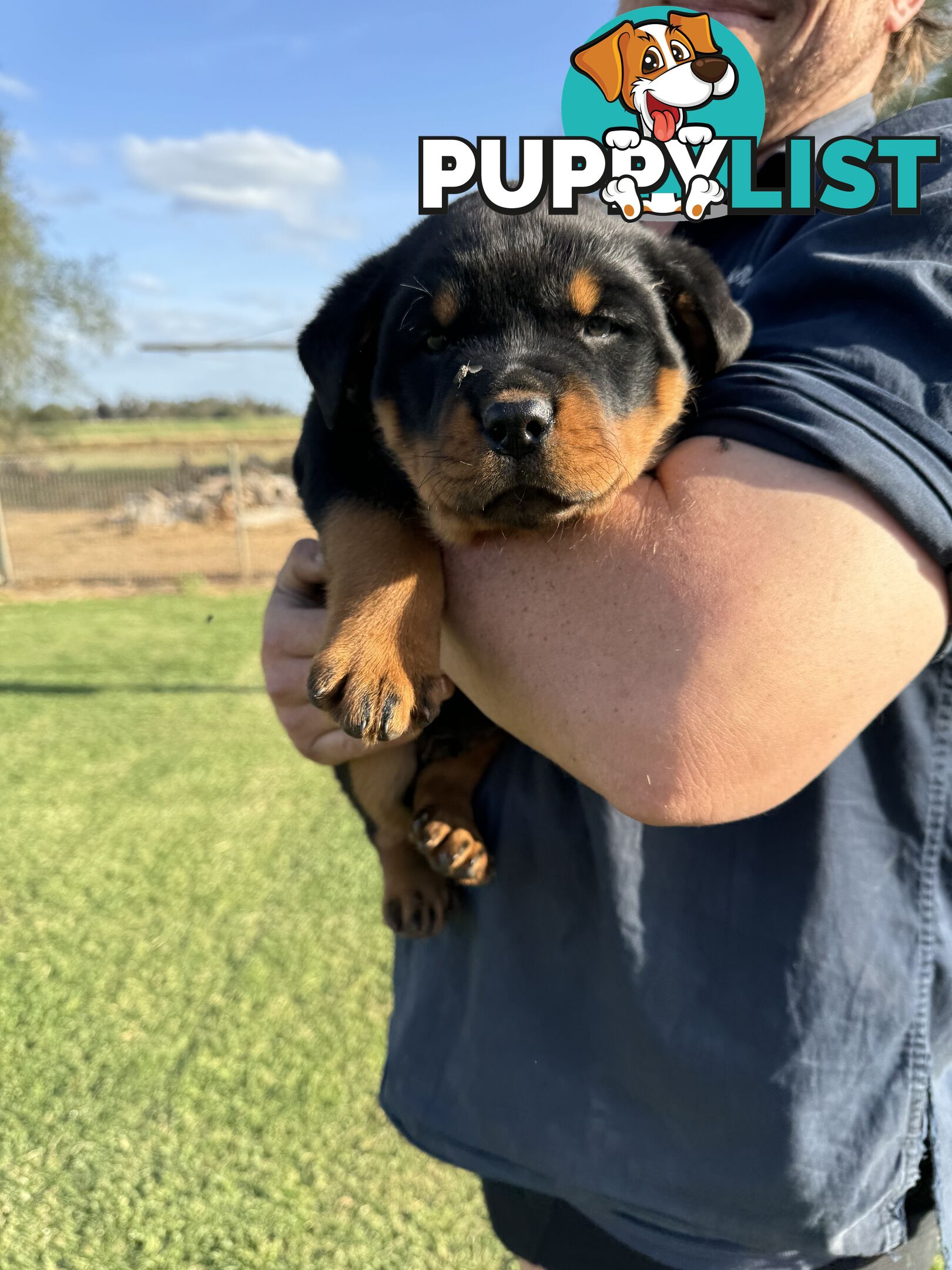 Rottweiler puppies (bob tail)