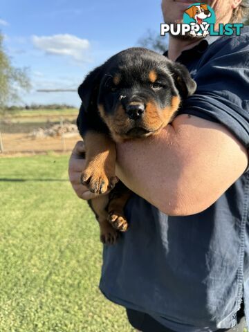 Rottweiler puppies (bob tail)