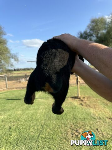 Rottweiler puppies (bob tail)