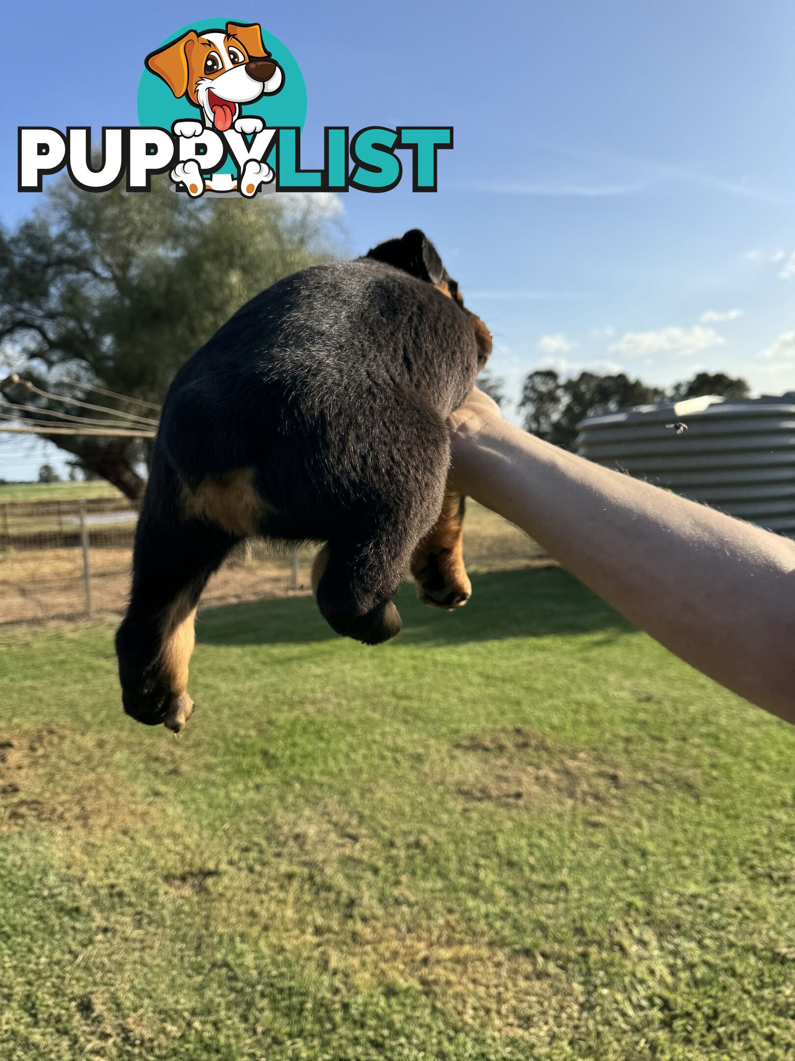 Rottweiler puppies (bob tail)