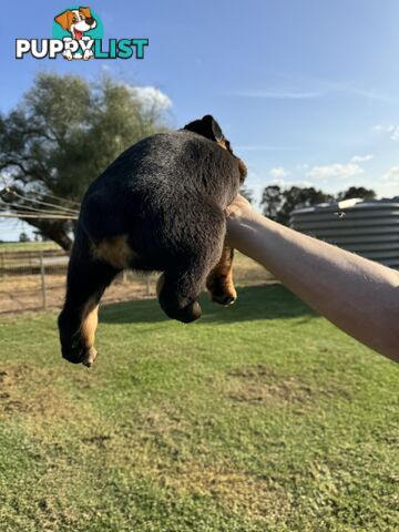 Rottweiler puppies (bob tail)