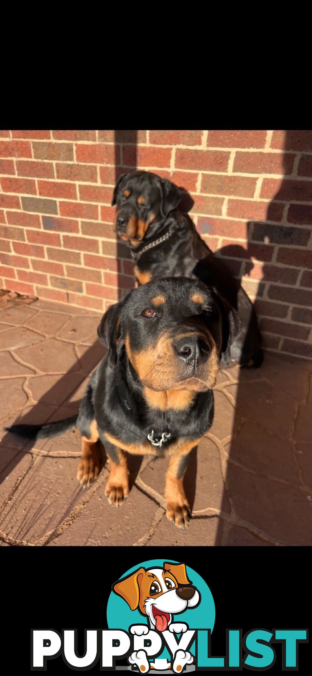 Rottweiler puppies (bob tail)